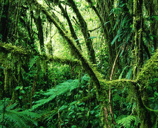 Picture of a rainforest.