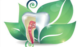 Illustration of a tooth wrapped in a green leaf illustrating holistic dentistry.